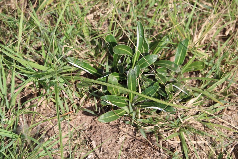 Platycarphella parvifolia photo 2