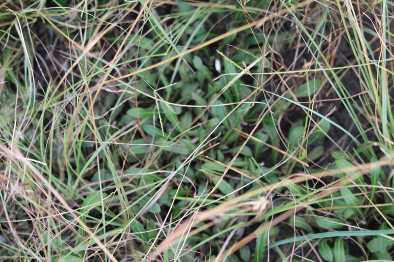 Platycarphella parvifolia photo 3