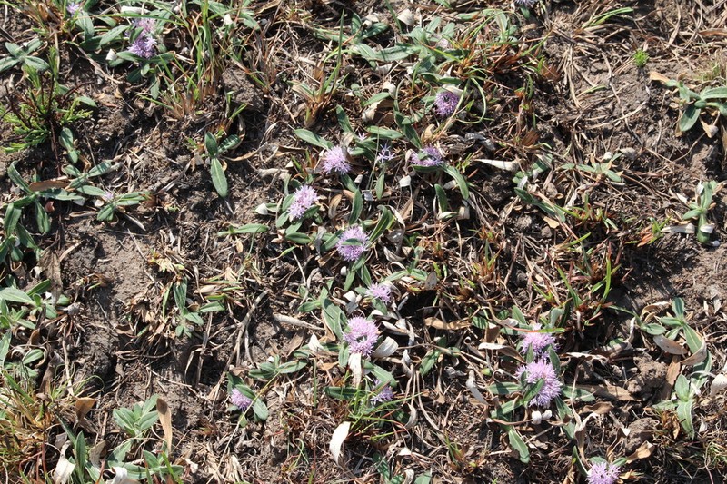 Platycarphella parvifolia photo 4