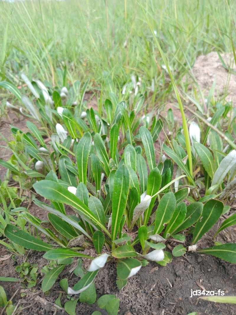 Platycarphella parvifolia photo 5