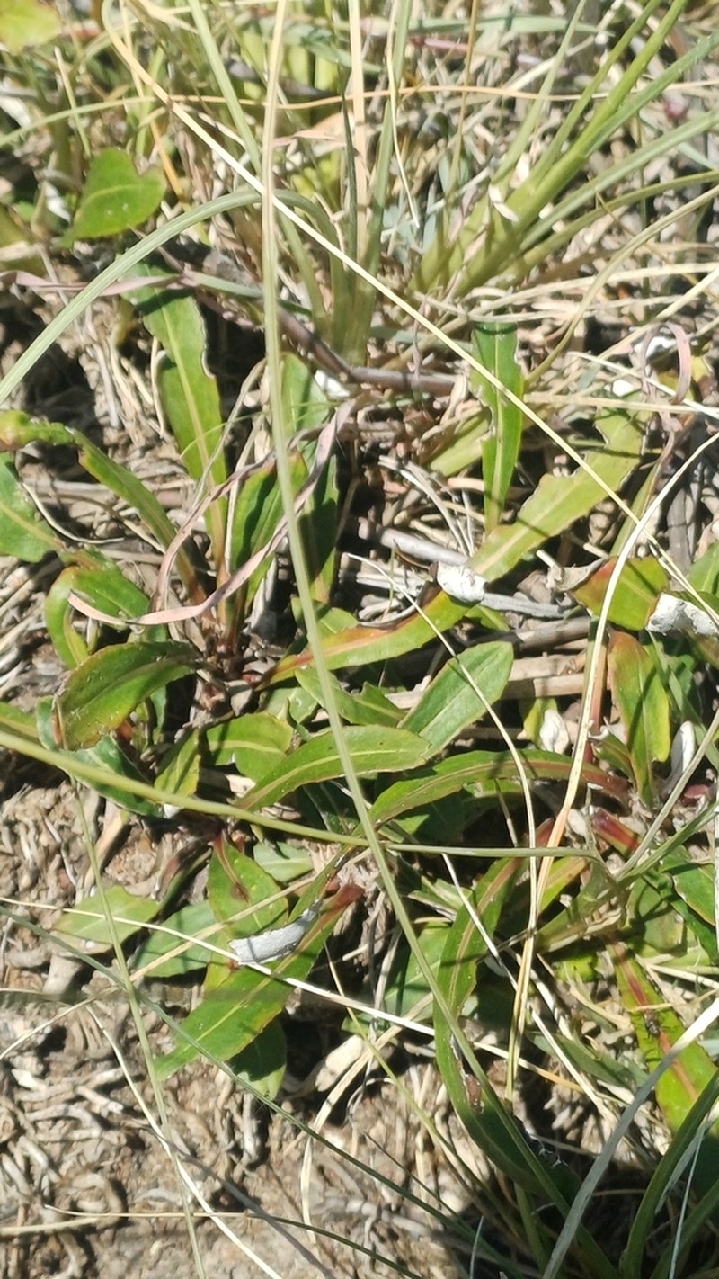 Platycarphella parvifolia photo 6