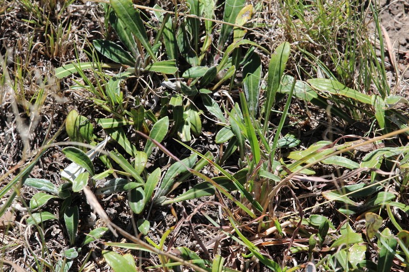 Platycarphella parvifolia photo 7