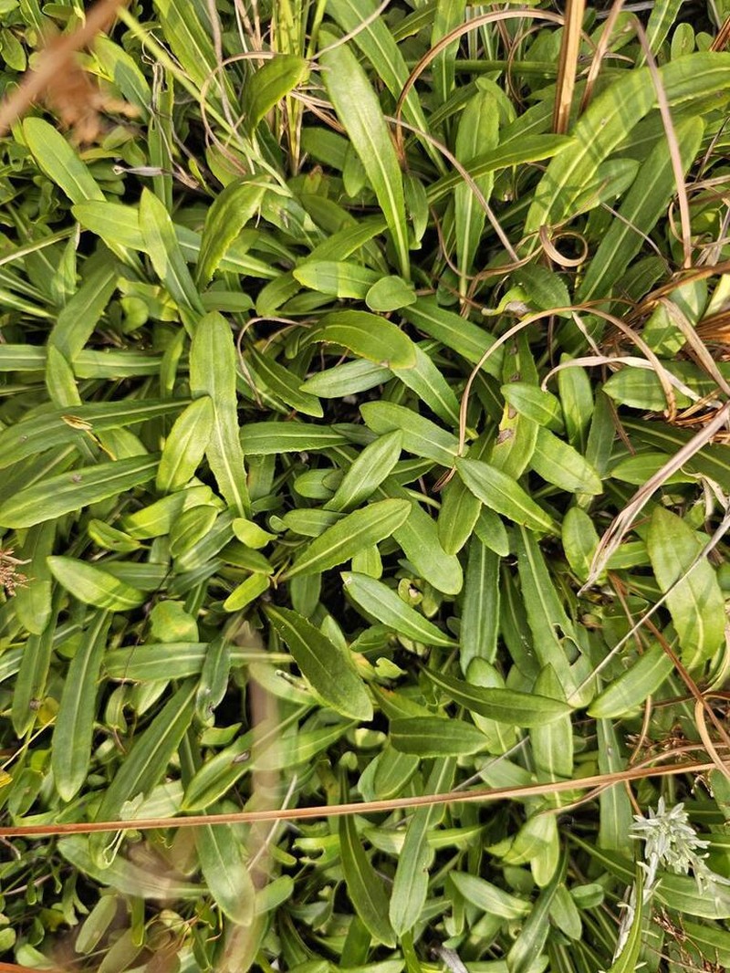 Platycarphella parvifolia photo 8