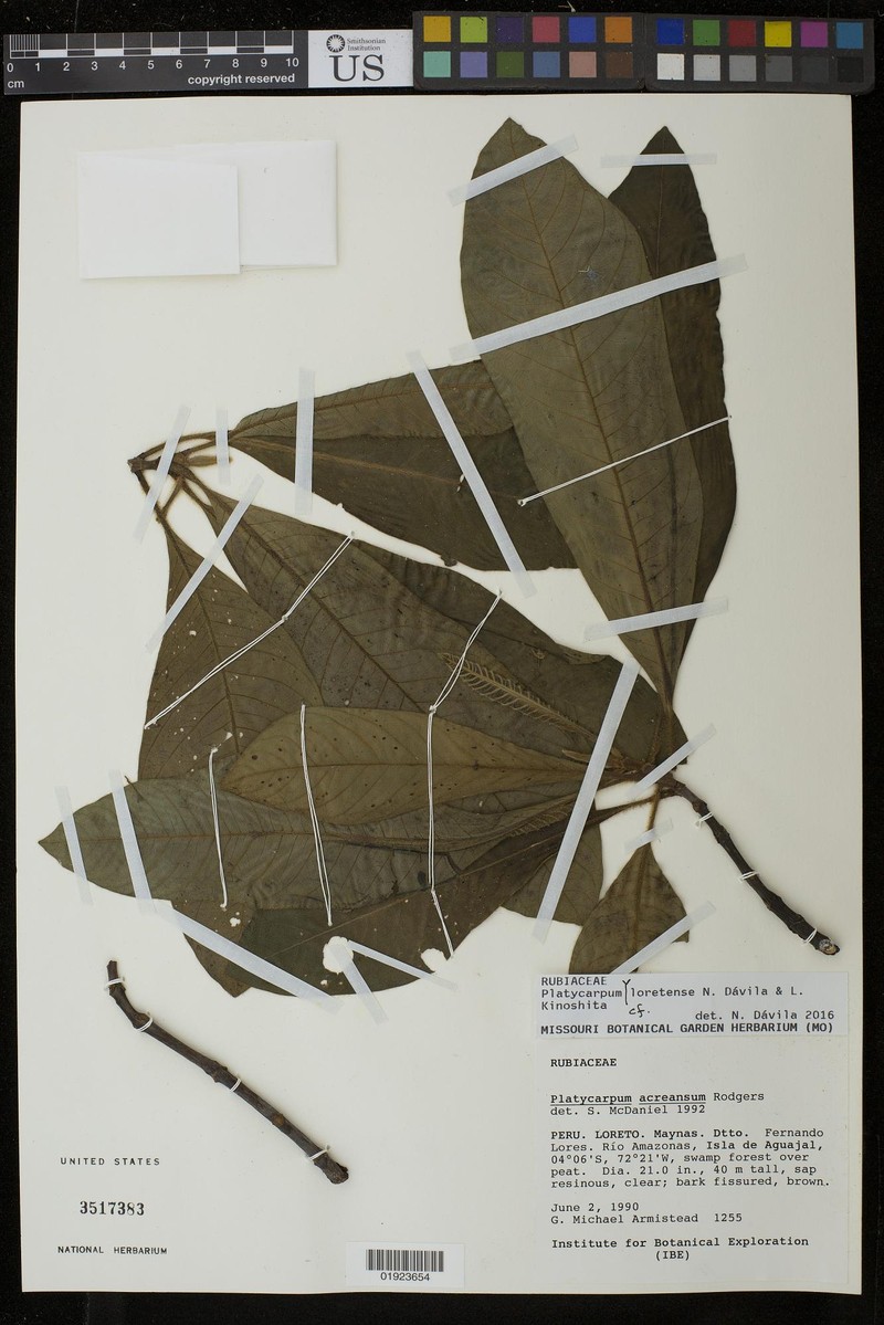 Platycarpum loretensis