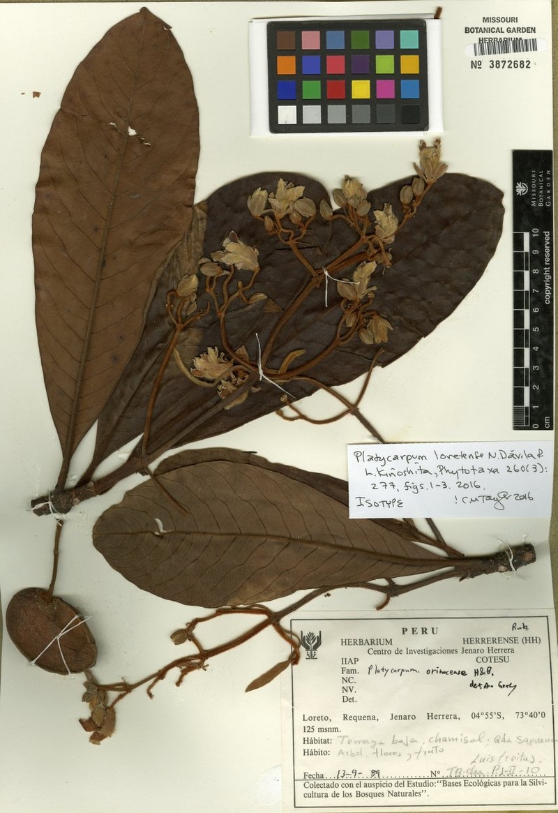 Platycarpum loretensis photo 2