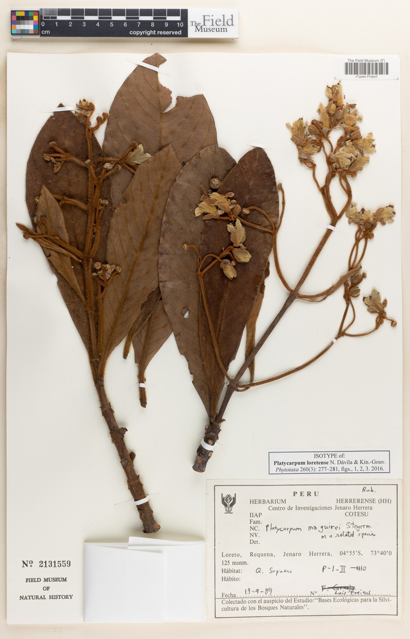 Platycarpum loretensis photo 3