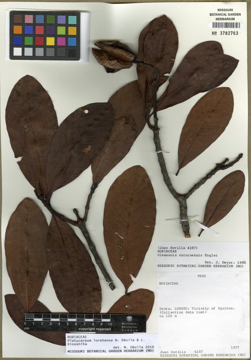 Platycarpum loretensis photo 4
