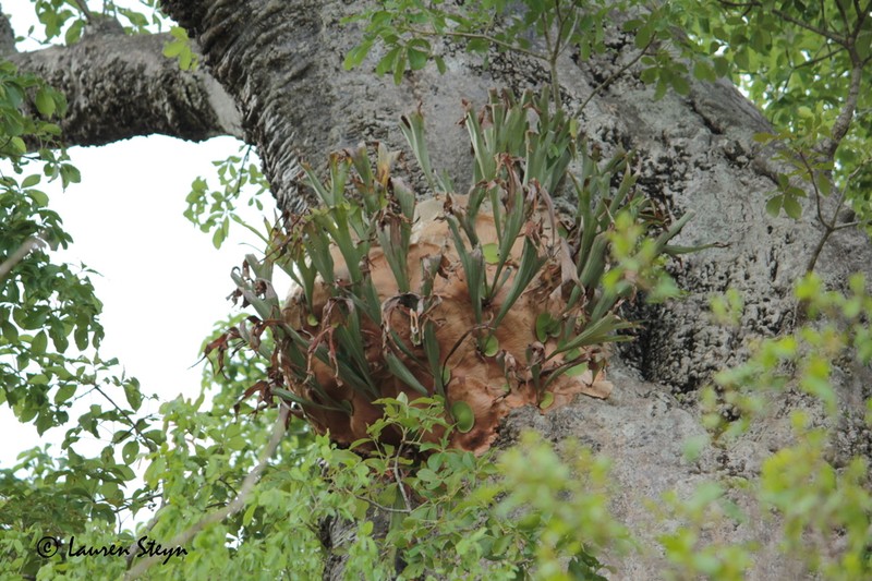 Platycerium alcicorne photo 3
