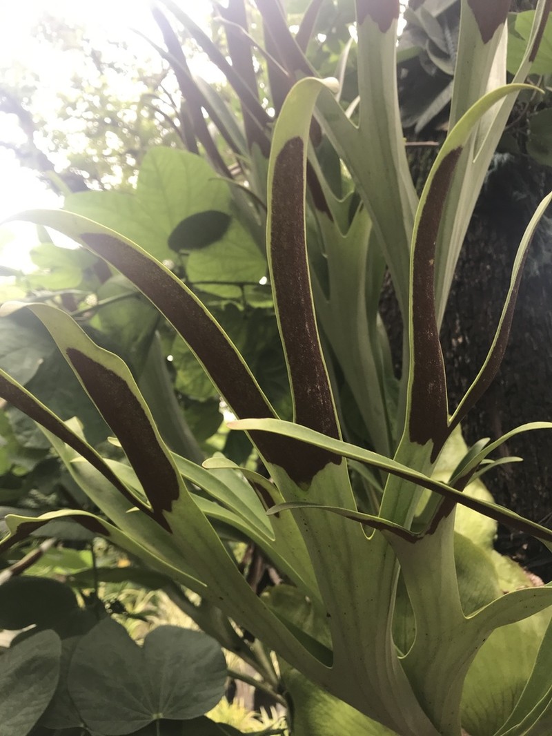 Platycerium alcicorne photo 4
