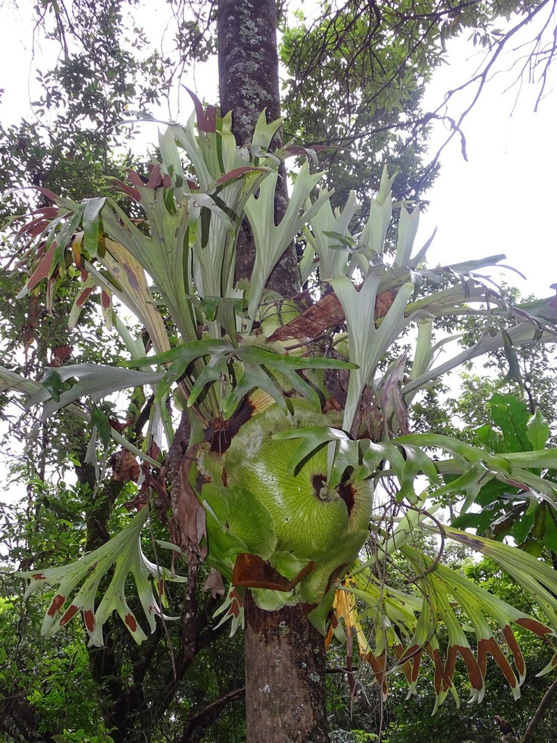 Platycerium alcicorne photo 5