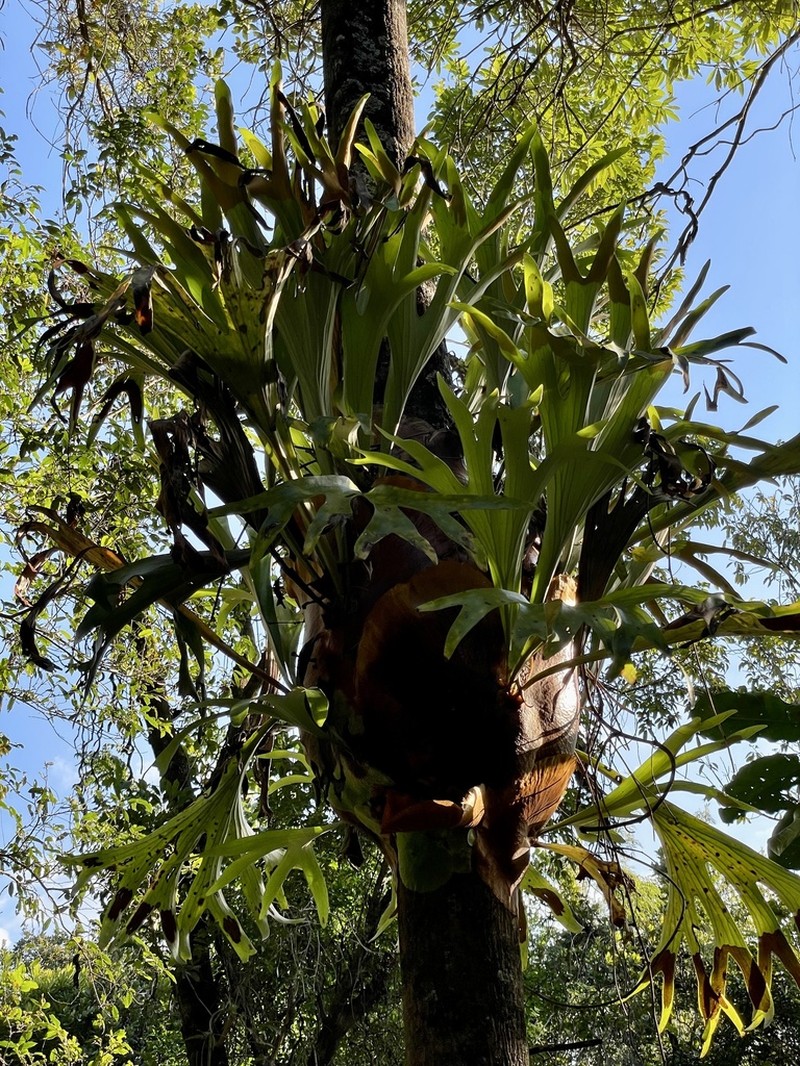 Platycerium alcicorne photo 6