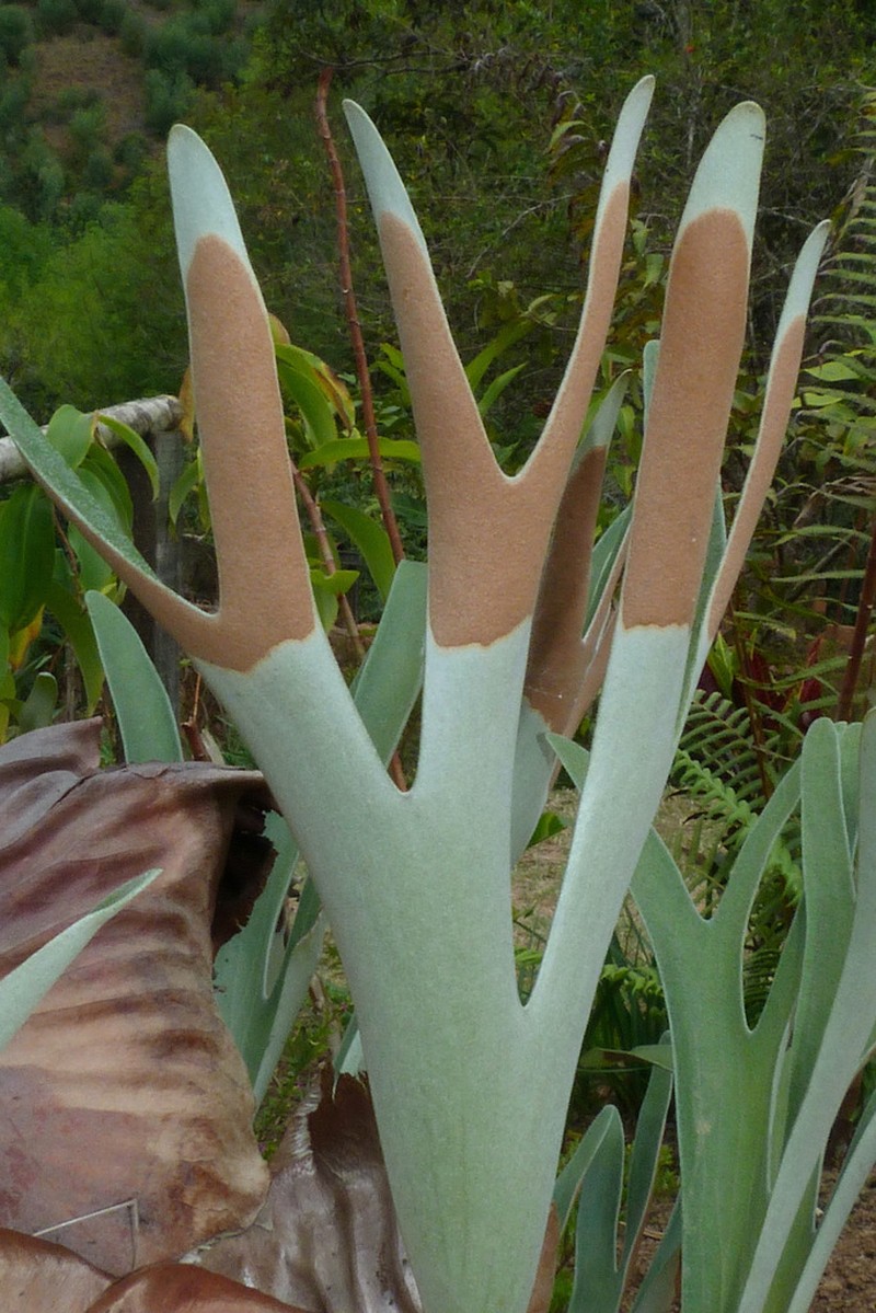 Platycerium alcicorne photo 7