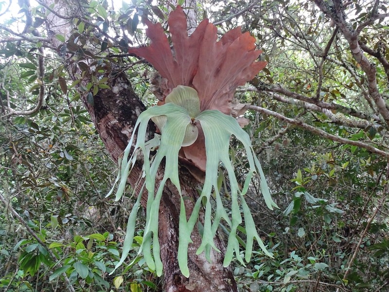 Platycerium andinum