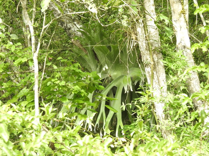 Platycerium andinum photo 2