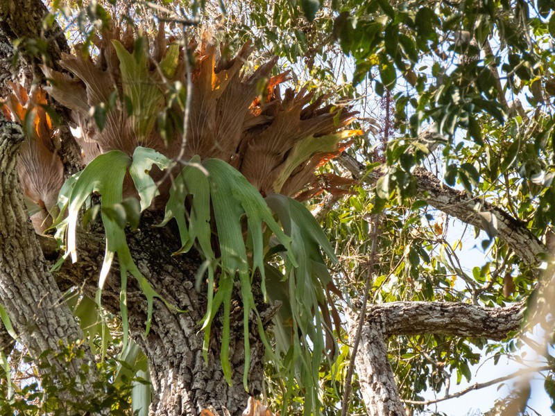 Platycerium andinum photo 3