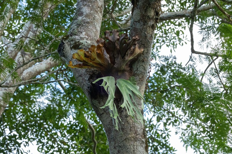 Platycerium andinum photo 4