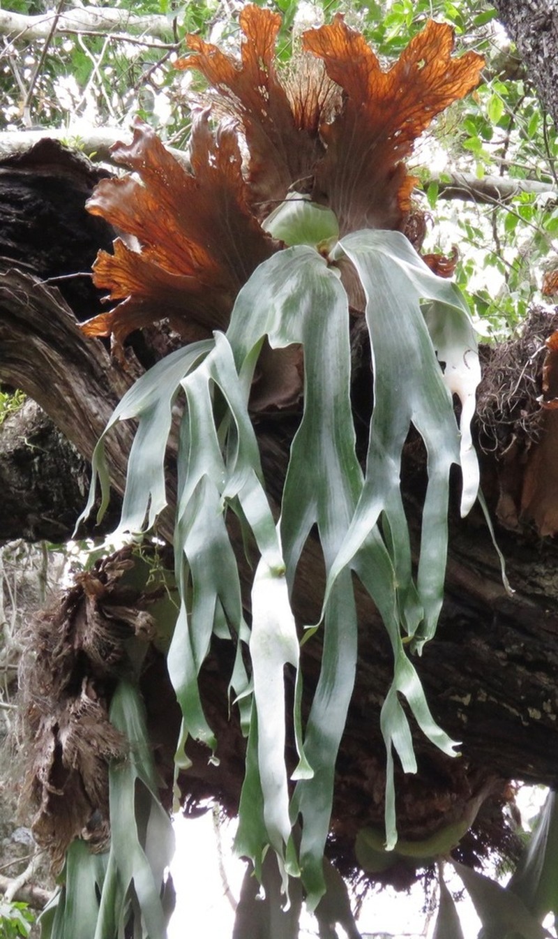 Platycerium andinum photo 6