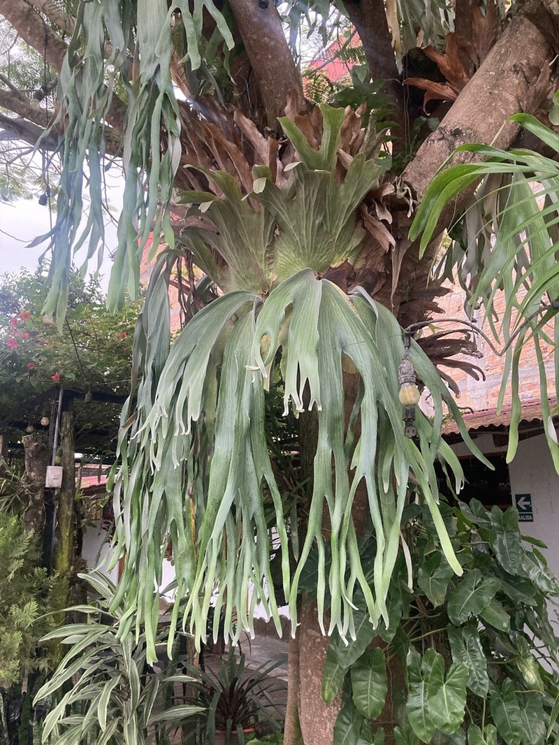 Platycerium andinum photo 8