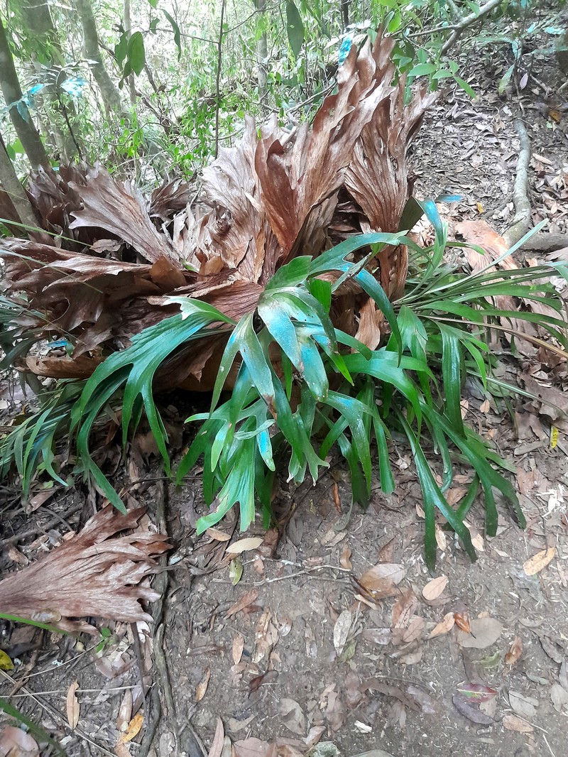 Elkhorn Fern photo 4