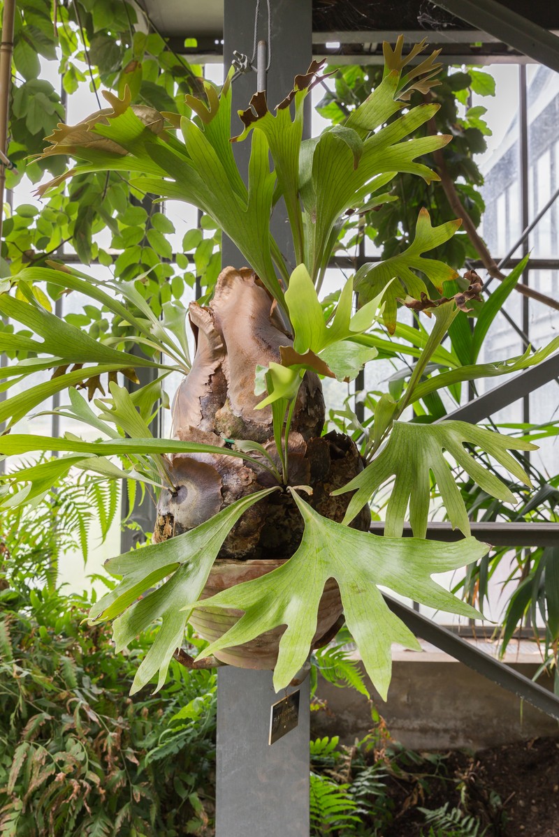 Elkhorn Fern photo 2