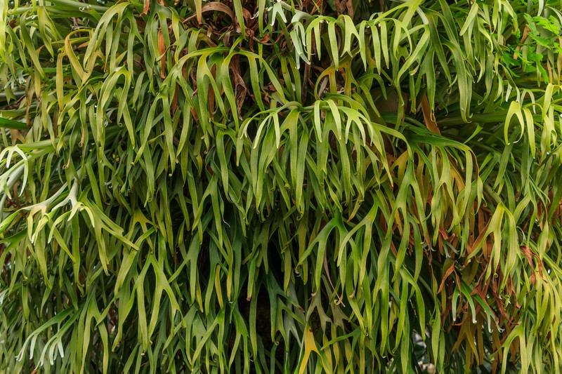 Elkhorn Fern photo 3