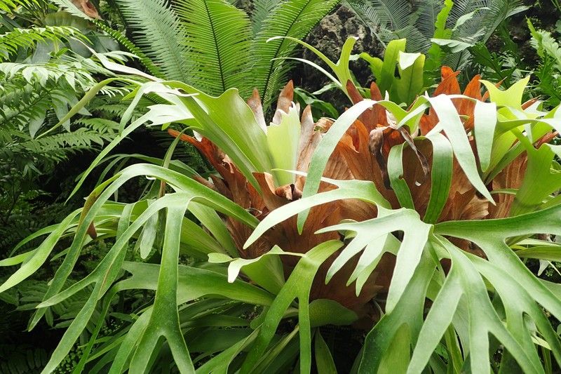 Elkhorn Fern