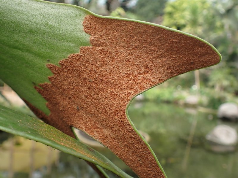 Elkhorn Fern photo 6