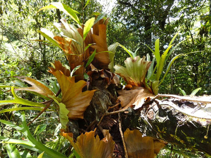 Elkhorn Fern photo 7