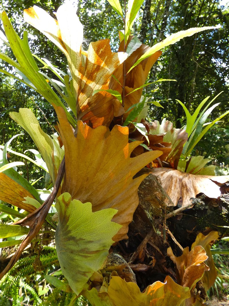 Elkhorn Fern photo 8