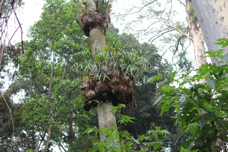 Platycerium bifurcatum subsp. bifurcatum photo 2