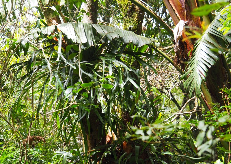 Platycerium bifurcatum subsp. bifurcatum photo 3