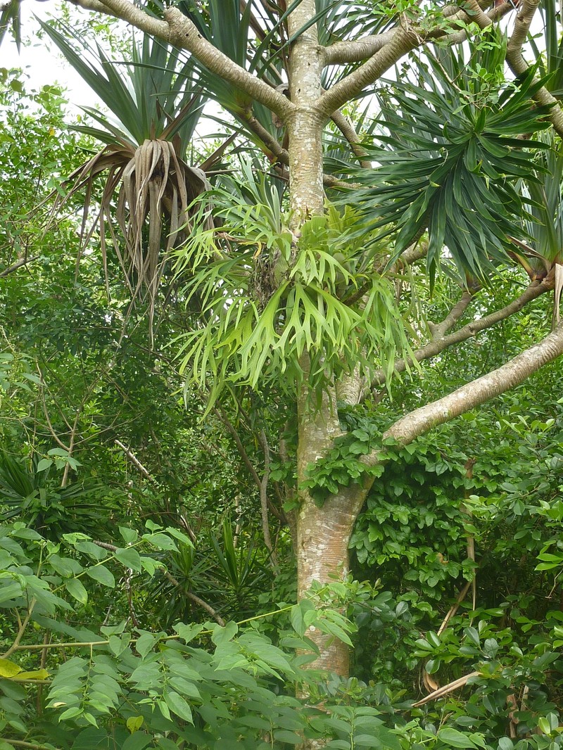 Platycerium bifurcatum subsp. bifurcatum photo 4
