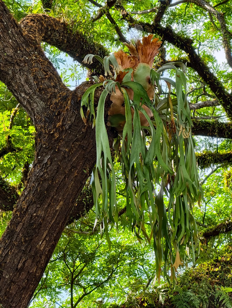 Platycerium bifurcatum subsp. willinckii