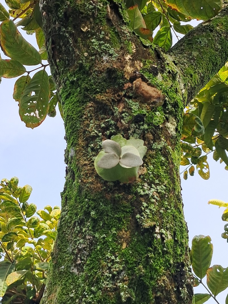 Platycerium bifurcatum subsp. willinckii photo 2