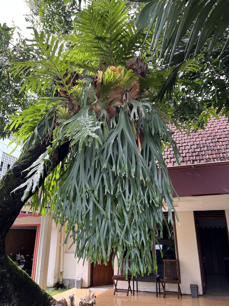 Platycerium bifurcatum subsp. willinckii photo 3