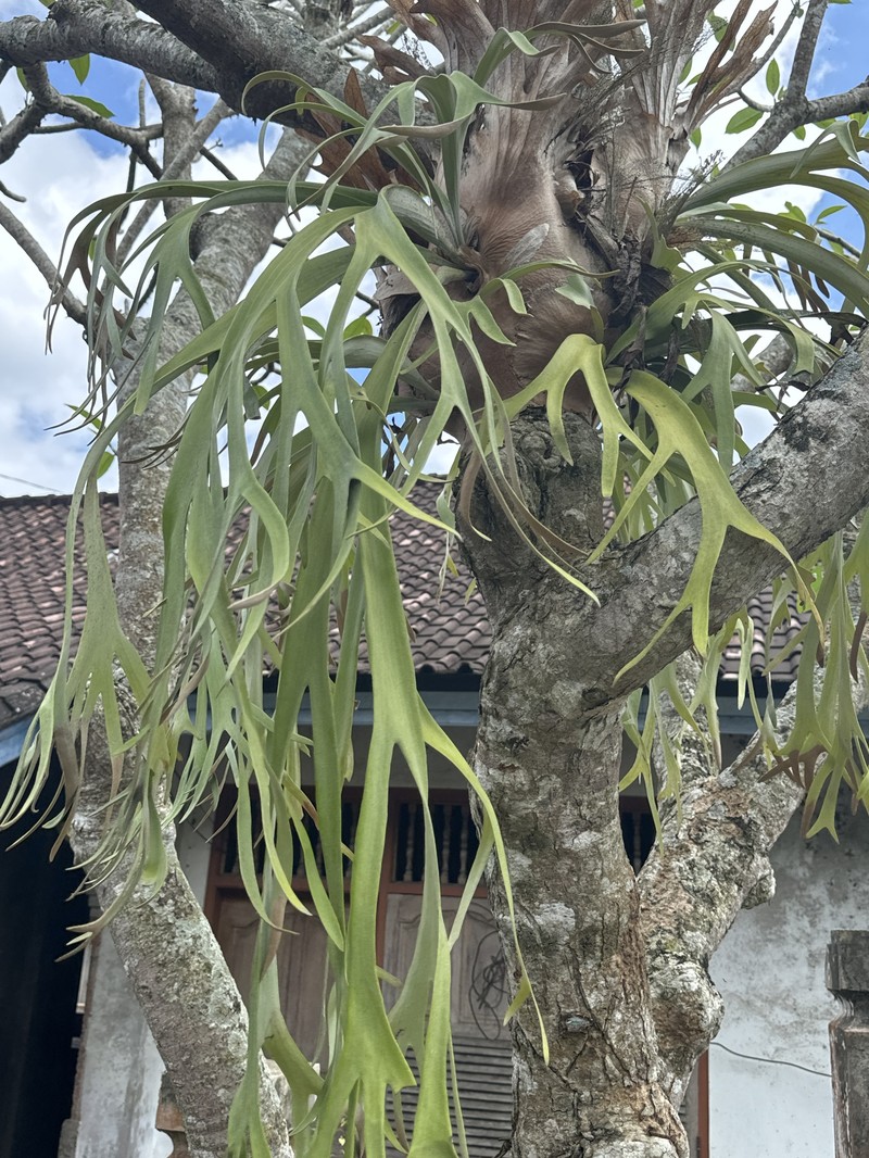 Platycerium bifurcatum subsp. willinckii photo 4