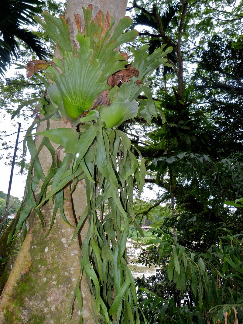 Platycerium coronarium