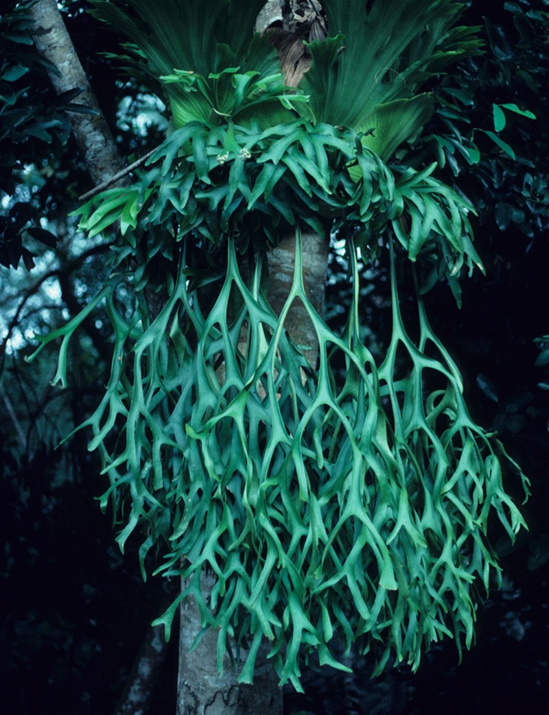 Platycerium coronarium photo 2