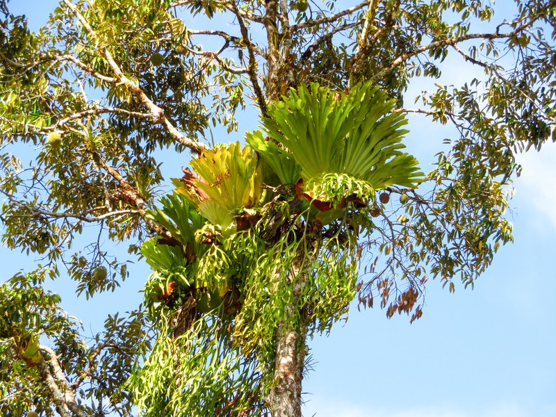 Platycerium coronarium photo 3