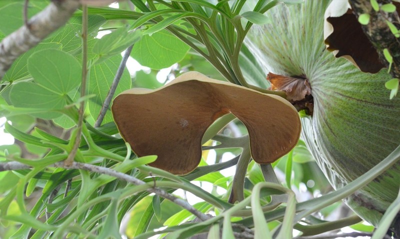 Platycerium coronarium photo 6