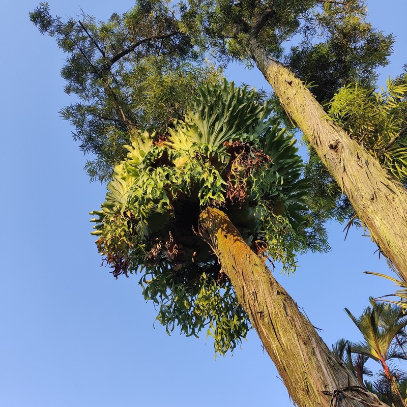 Platycerium coronarium photo 7