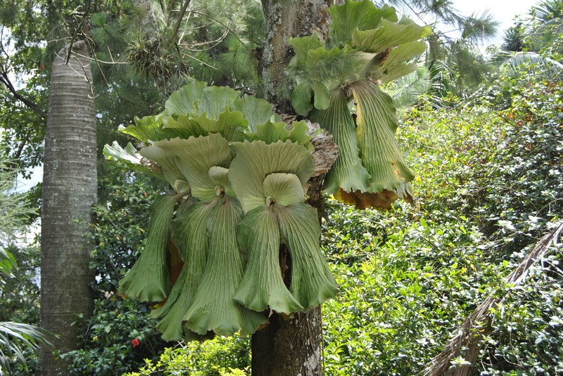 Platycerium elephantotis photo 2