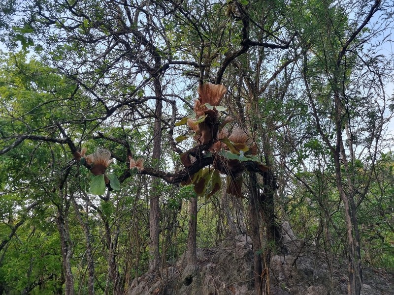 Platycerium elephantotis photo 3