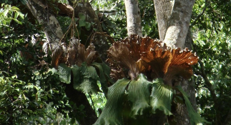 Platycerium elephantotis photo 4