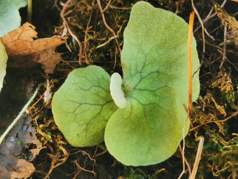 Platycerium elephantotis photo 5