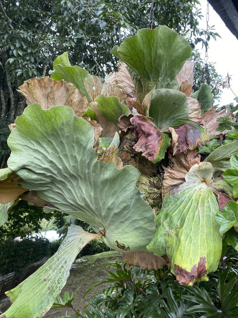 Platycerium elephantotis photo 6