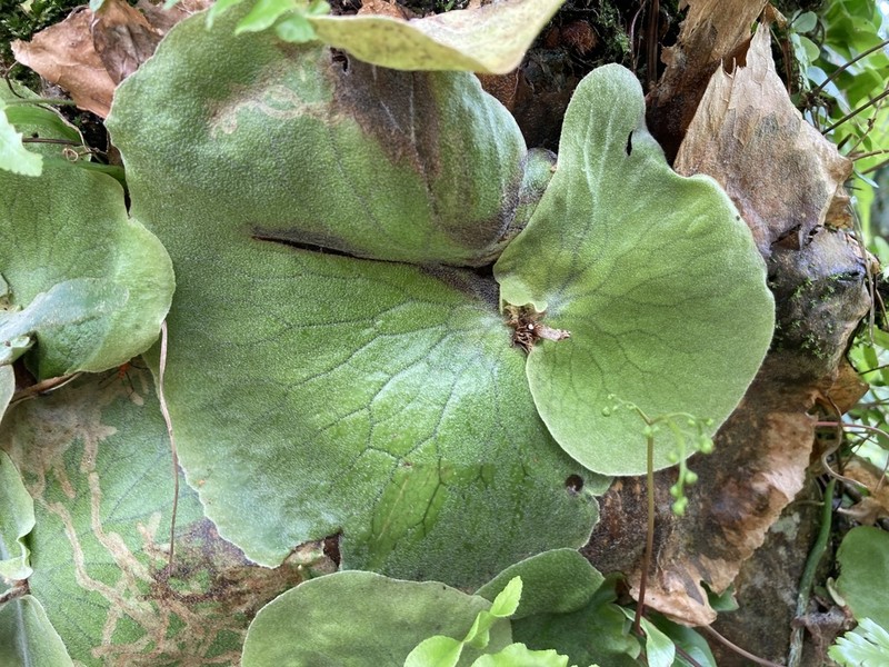 Platycerium elephantotis photo 8