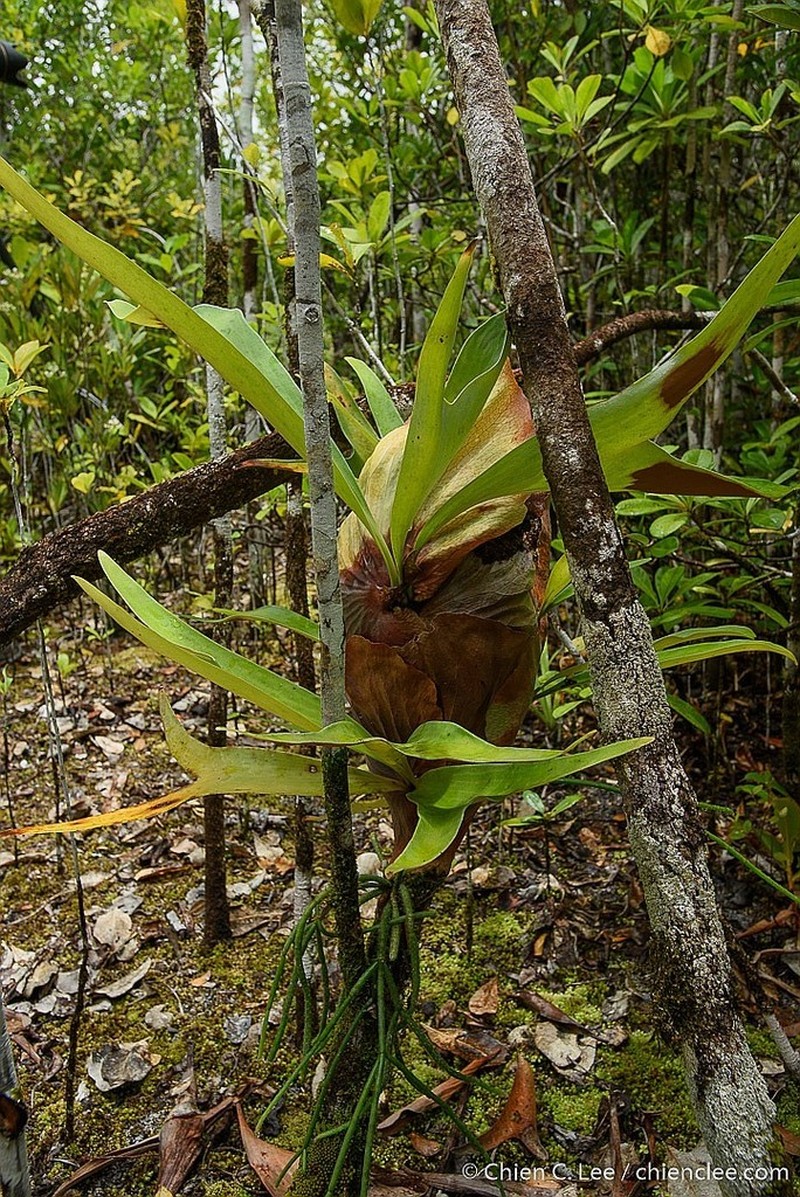 Platycerium ellisii photo 2