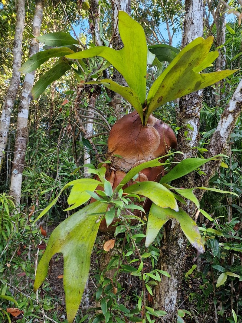 Platycerium ellisii photo 3