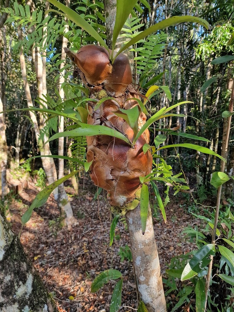 Platycerium ellisii photo 4
